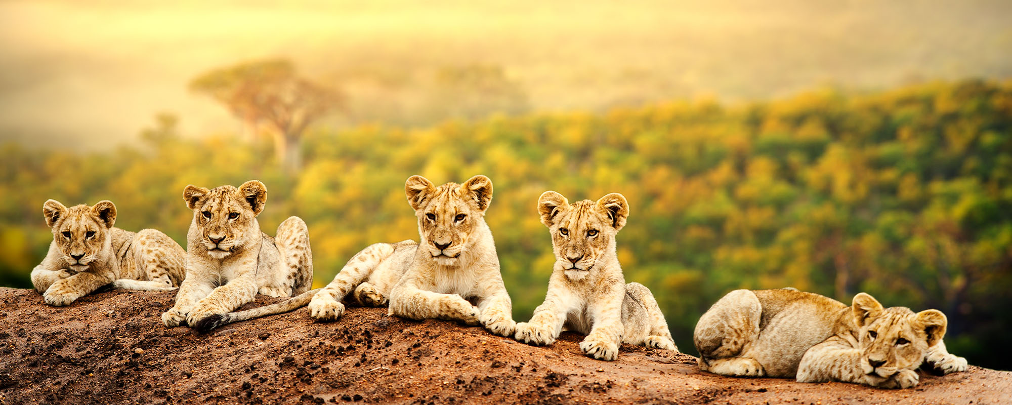safari.jpg